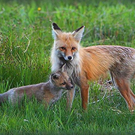 Fox Den Lodge West Yellowstone Kültér fotó