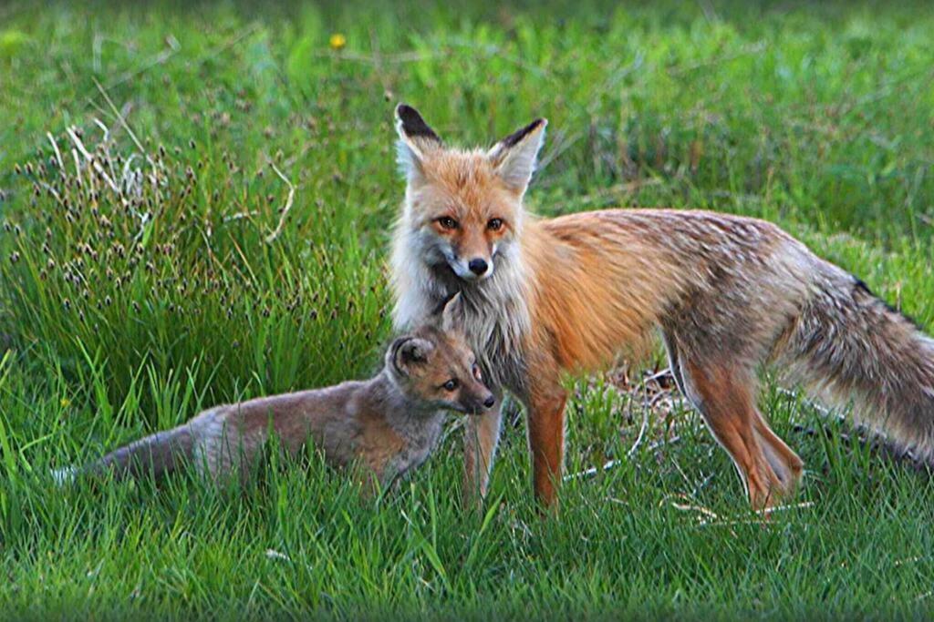 Fox Den Lodge West Yellowstone Kültér fotó